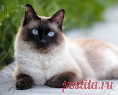Сиамская кошка: описание, характер породы, цена котят, фото, отзывы и болезни породы.