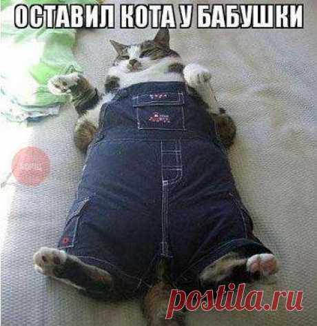 Emotional cats