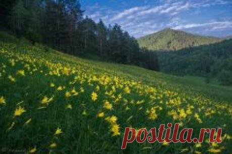 Письмо «Цветущий Горный Алтай в фотографиях Светланы... и другие материалы. Новое в Вашей подборке на Постиле» — Постила — Яндекс.Почта