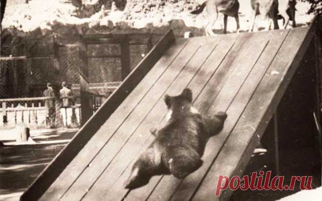 Детки в клетке: 153 года Московскому зоопарку | Чёрт побери 12 февраля 1864 года Императорское Русское общество акклиматизации животных и растений основало в Москве зоосад. Инициатор основания зоосада русский зоолог Анатолий Богданов называл его «живым музеем на открытом воздухе». Московский зоопарк — один из старейших зоопарков в Европе.  Местность, где сейчас располагается старая часть зоопарка, называлась Пресненские пруды — здесь протекала река Пресня, на прилегающих к...