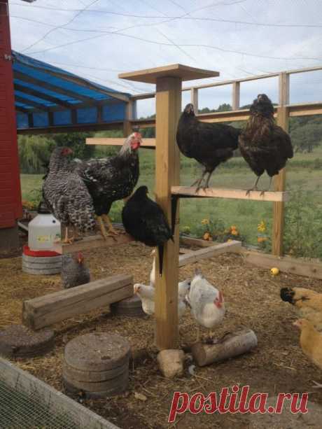Удобный насест для кур