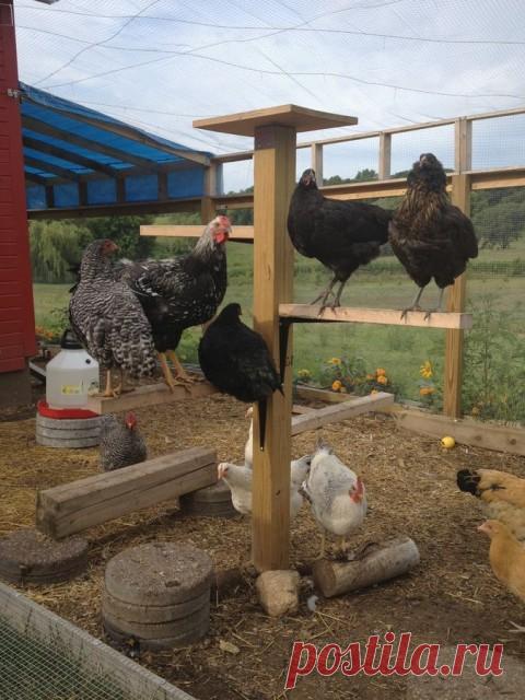 Удобный насест для кур