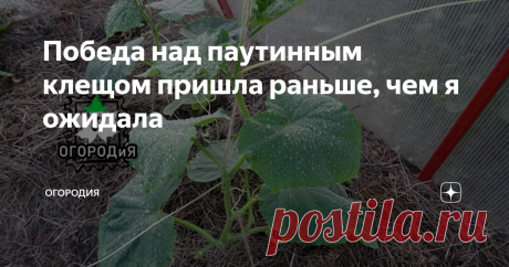 Победа над паутинным клещом пришла раньше, чем я ожидала 30 июля я обнаружила в огуречной теплице успешно прижившегося паутинного клеща. Об этом писала здесь. Картина была удручающей.
Теперь посмотрите на счастливые огурцы:
17 августа, после дождя, в форточку попадал
2 обработки Фитовермом и одна Битоксибациллином. Сегодня думала продолжать, а уже все чисто. Правда, на перце тля появилась, от нее пришлось опять Фитоверм задействовать.