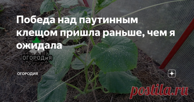 Победа над паутинным клещом пришла раньше, чем я ожидала 30 июля я обнаружила в огуречной теплице успешно прижившегося паутинного клеща. Об этом писала здесь. Картина была удручающей.
Теперь посмотрите на счастливые огурцы:
17 августа, после дождя, в форточку попадал
2 обработки Фитовермом и одна Битоксибациллином. Сегодня думала продолжать, а уже все чисто. Правда, на перце тля появилась, от нее пришлось опять Фитоверм задействовать.