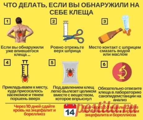 Что делать, если вас укусил клещ