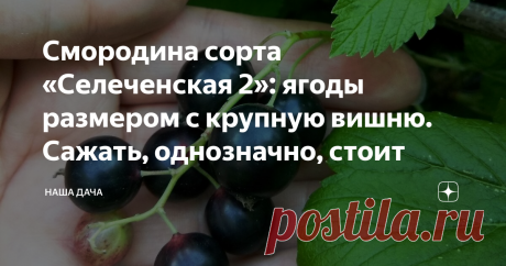 Смородина сорта «Селеченская 2»: ягоды размером с крупную вишню. Сажать, однозначно, стоит Идеей посадки крупноплодной смородины на участке родители были одержимы давно. Хотелось посадить действительно стоящий сорт, и не довольствоваться «мелочью», которую мы собирали из года в год. Смородина, уточню, - черная смородина, - одна из любимых наших культур, поэтому к выбору сорта мы подошли очень ответственно.
