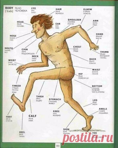 Полезная визуальная лексика английского языка.