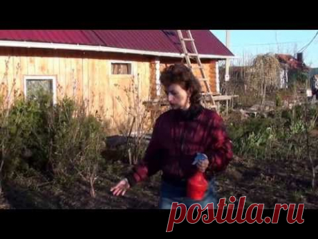 Почему желтеет чеснок. Сайт sadovymir.ru - YouTube