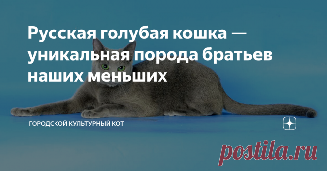 Русская голубая кошка — уникальная порода братьев наших меньших Изумительно красивые стройные аристократы с шерстью дивного серебристо-голубого окраса – это русские голубые коты и кошки. Подвижные, самостоятельные, спокойные и невероятно умные. Свое триумфальное шествие по странам и континентам плюшевые мурлыки этой породы начали с Британских островов. Особенно благоволила к голубошерстным кошкам «бабушка всея Европы», королева Виктория, при дворе которой обитало немало пр...