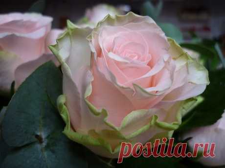 Розово-зеленая розочка
https://vk.com/iloveflowers