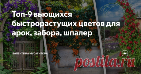 Топ-9 вьющихся быстрорастущих цветов для арок, забора, шпалер