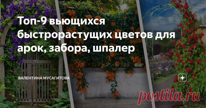 Топ-9 вьющихся быстрорастущих цветов для арок, забора, шпалер