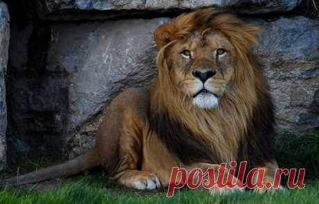 Обои трава, взгляд, морда, кошки, природа, фон, камень, портрет, лев, лапы, грива, лежит, дикие кошки, зоопарк картинки на рабочий стол, раздел кошки - скачать