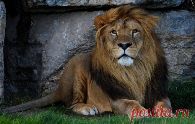 Обои трава, взгляд, морда, кошки, природа, фон, камень, портрет, лев, лапы, грива, лежит, дикие кошки, зоопарк картинки на рабочий стол, раздел кошки - скачать