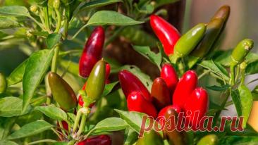 Как вырастить перец халапеньо: пошаговое руководство - Сад и огород