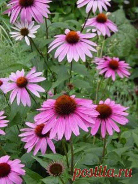 Эхинацея пурпурная - лечебные свойства, применение и противопоказания