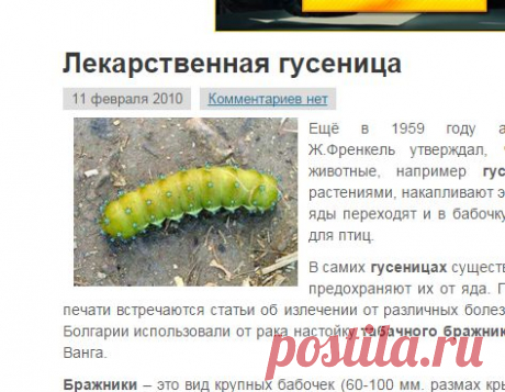 Лекарственная гусеница | Zhilistar.Ru