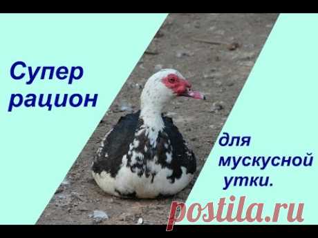 Тонкости разведения мускусных уток.