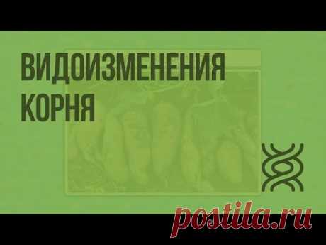 Видоизменения корня - YouTube