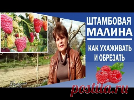 Штамбовая малина Малиновое дерево Формирование и уход