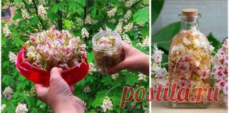 Цвет каштана — ценное лекарство: лечит лейкемию, опухоли мозга, варикоз и тромбофлебит - Образованная Сова