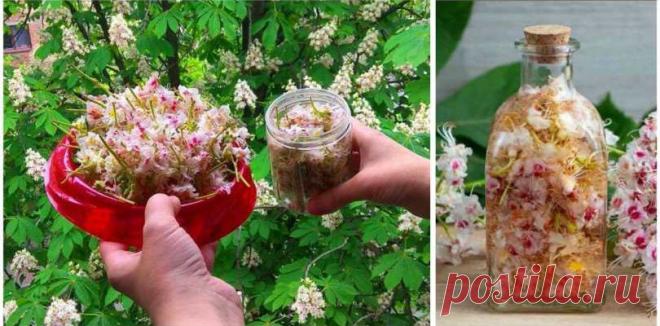 Цвет каштана — ценное лекарство: лечит лейкемию, опухоли мозга, варикоз и тромбофлебит - Образованная Сова