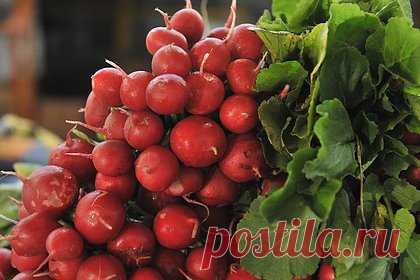 На Украине захотели запретить редис «Азовсталь». В Верховную Раду Украины внесли законопроект о запрете использования патриотической тематики в торговле. Под запрет рискуют попасть семена редиса «Азовсталь», пиво «Герои не умирают» и комбуча «Героическая буча». Документ под номером 9128 выдвинули депутаты от партии «Европейская солидарность».