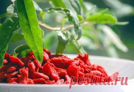 Ягоды годжи - полезные свойства и противопоказания. Как принимать для похудения