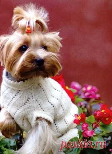 Сайт о маленьких собаках - Вязаные свитера. Часть 1