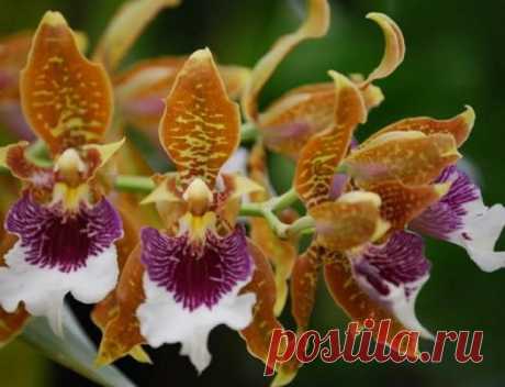 Как ухаживать за комнатными растениями в сентябре