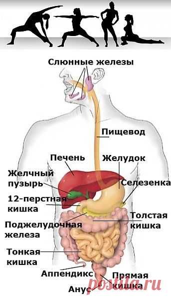 Шанк Пракшалана: очищение кишечника в домашних условиях соленой водой | Йога для здоровья. Йога для похудения. Йога для беременных