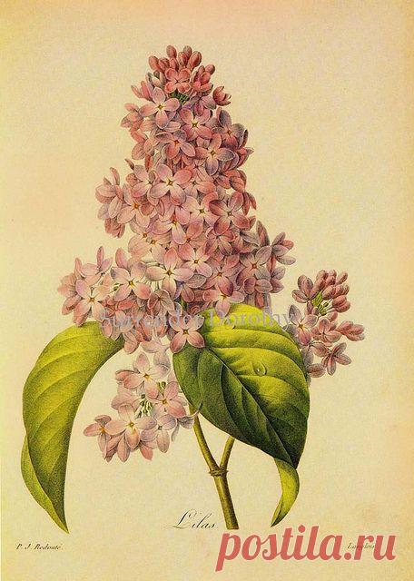 Найдено на сайте flickr.com.