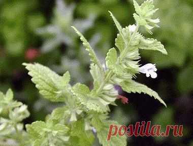 СРЕДСТВА, ПОВЫШАЮЩИЕ ТОНУС И УКРЕПЛЯЮЩИЕ ИММУНИТЕТ