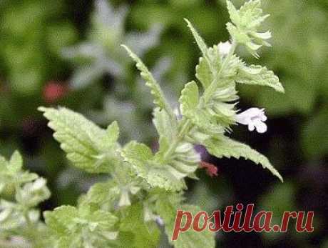 СРЕДСТВА, ПОВЫШАЮЩИЕ ТОНУС И УКРЕПЛЯЮЩИЕ ИММУНИТЕТ