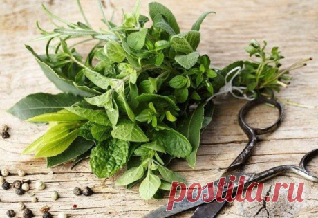 Травы на Вашей кухне, улучшающие пищеварение