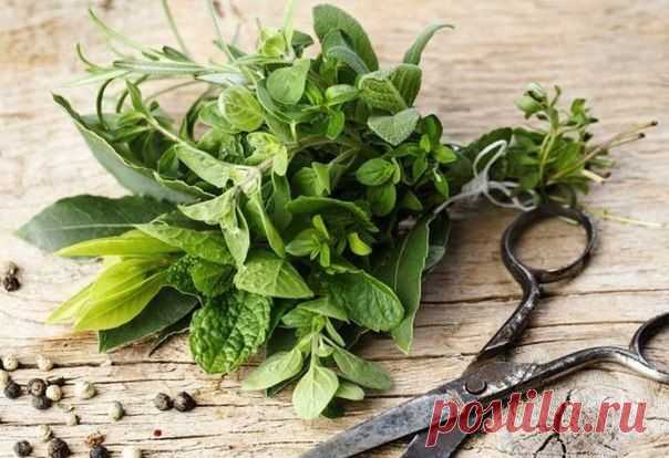 Травы на Вашей кухне, улучшающие пищеварение