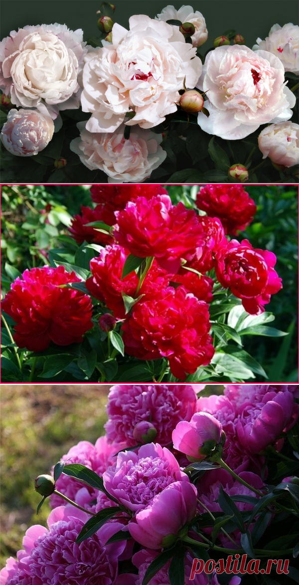 Как продлить цветение пионов: 2 хитрости