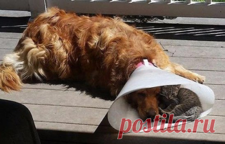 Я хочу, чтобы в мире царили добро и любовь