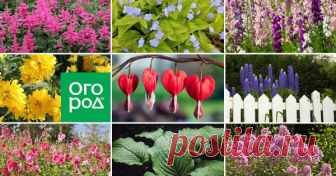 Цветы | Подборка статей | Огород.ru Подборка создана пользователем gAlybkA, число статей 76