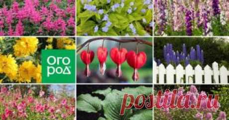 Цветы | Подборка статей | Огород.ru Подборка создана пользователем gAlybkA, число статей 76