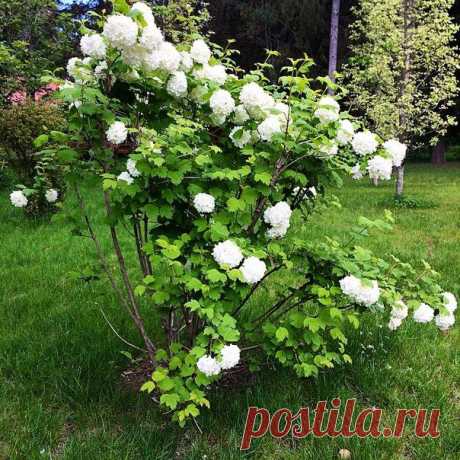 Светлана Болотова
