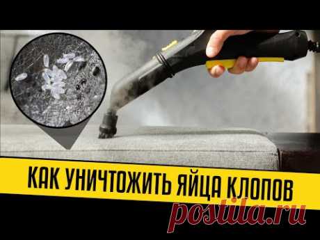Как уничтожить яйца клопов в диване или кровати [2 МЕТОДА]