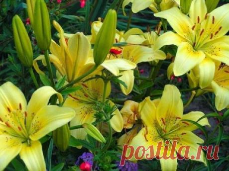 Когда выкапывать и обрезать лилии на зиму?