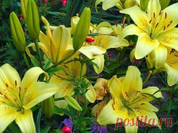 Когда выкапывать и обрезать лилии на зиму?