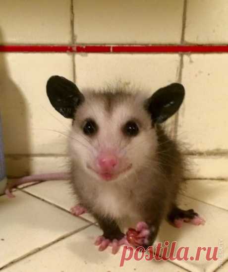 Забавные опоссумы на страницах Twitter Страница была создана пользователем Twitter @thunderysteak, которая сказала, что это был эксперимент, «вышедшим из-под контроля». «Если бы я знала,