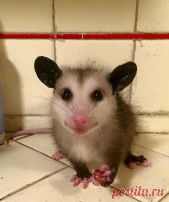 Забавные опоссумы на страницах Twitter Страница была создана пользователем Twitter @thunderysteak, которая сказала, что это был эксперимент, «вышедшим из-под контроля». «Если бы я знала,