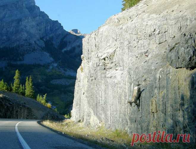 18 сумасшедших фотографий горных козлов, которые не боятся высоты