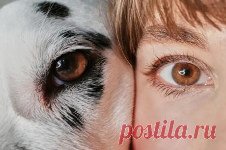 (3) Тотемное животное по знаку Зодиака - Гороскоп - 21 ноября - 43322592076 - Медиаплатформа МирТесен