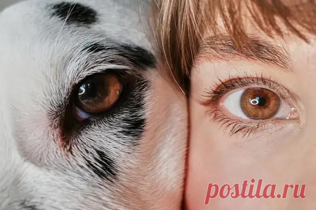 (3) Тотемное животное по знаку Зодиака - Гороскоп - 21 ноября - 43322592076 - Медиаплатформа МирТесен