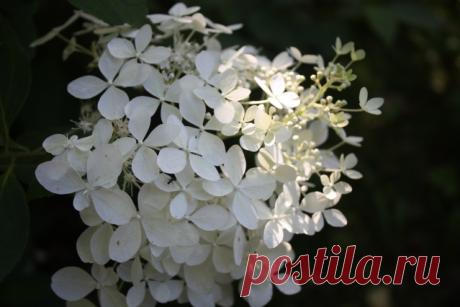 Маленькие хитрости дачников с большим стажем - Садоводка